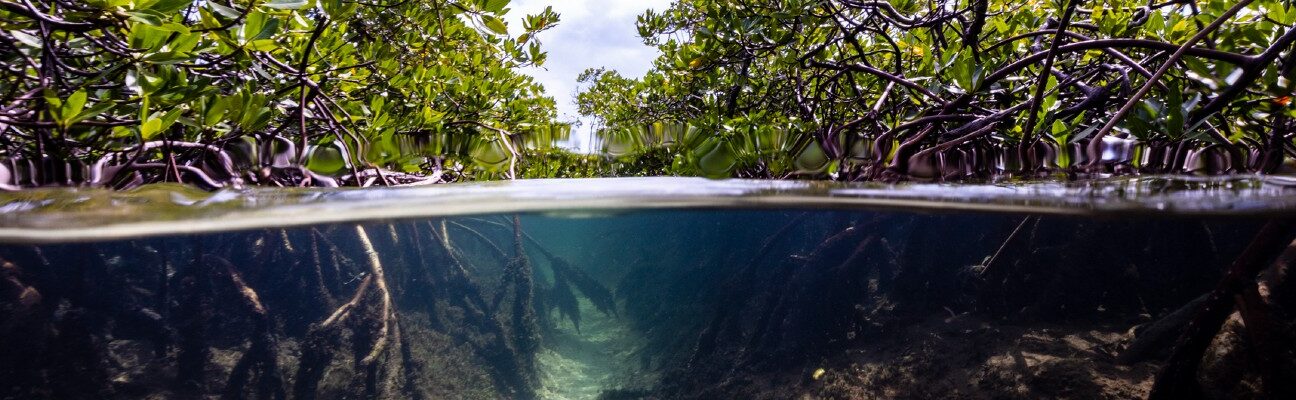 Mangroves