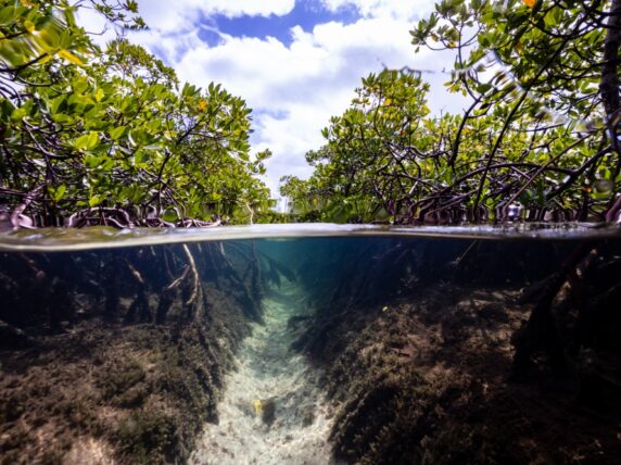 mangroves