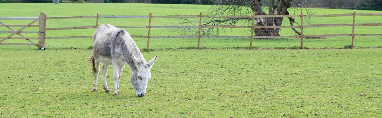 Working donkey