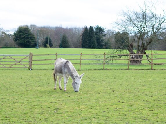 Working donkey