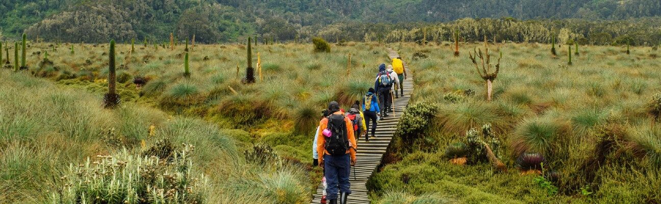 Hikers in Rwenzori Mountains, Uganda